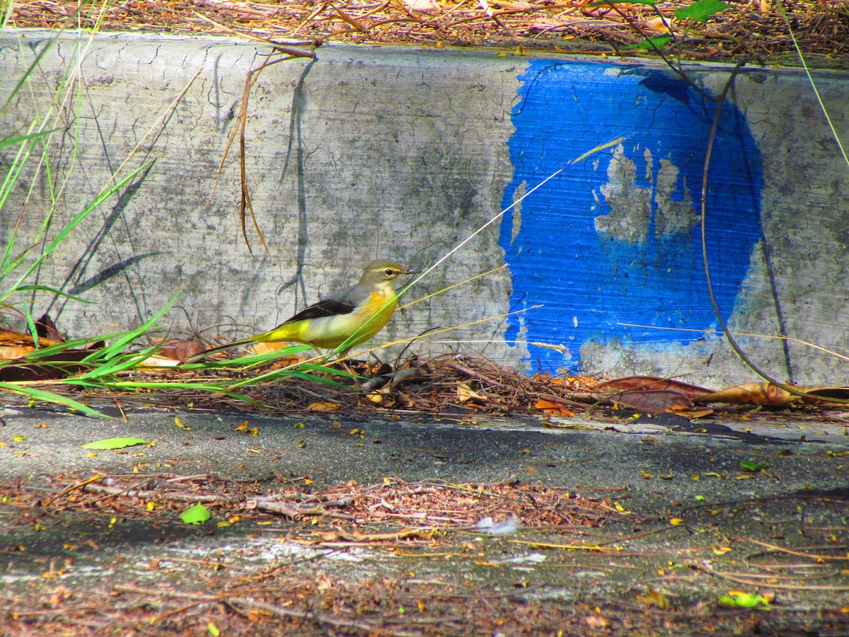 Gray Wagtail - Linda Gocon