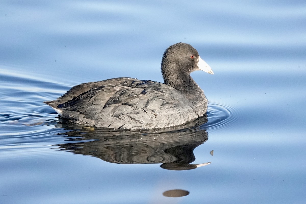 American Coot - ML611645020