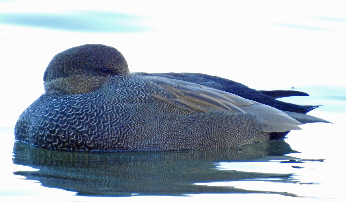 Gadwall - ML611645022