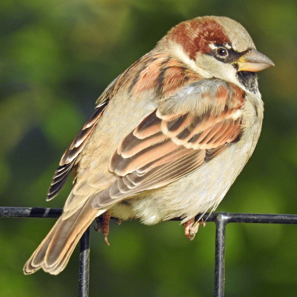 House Sparrow - ML611645025