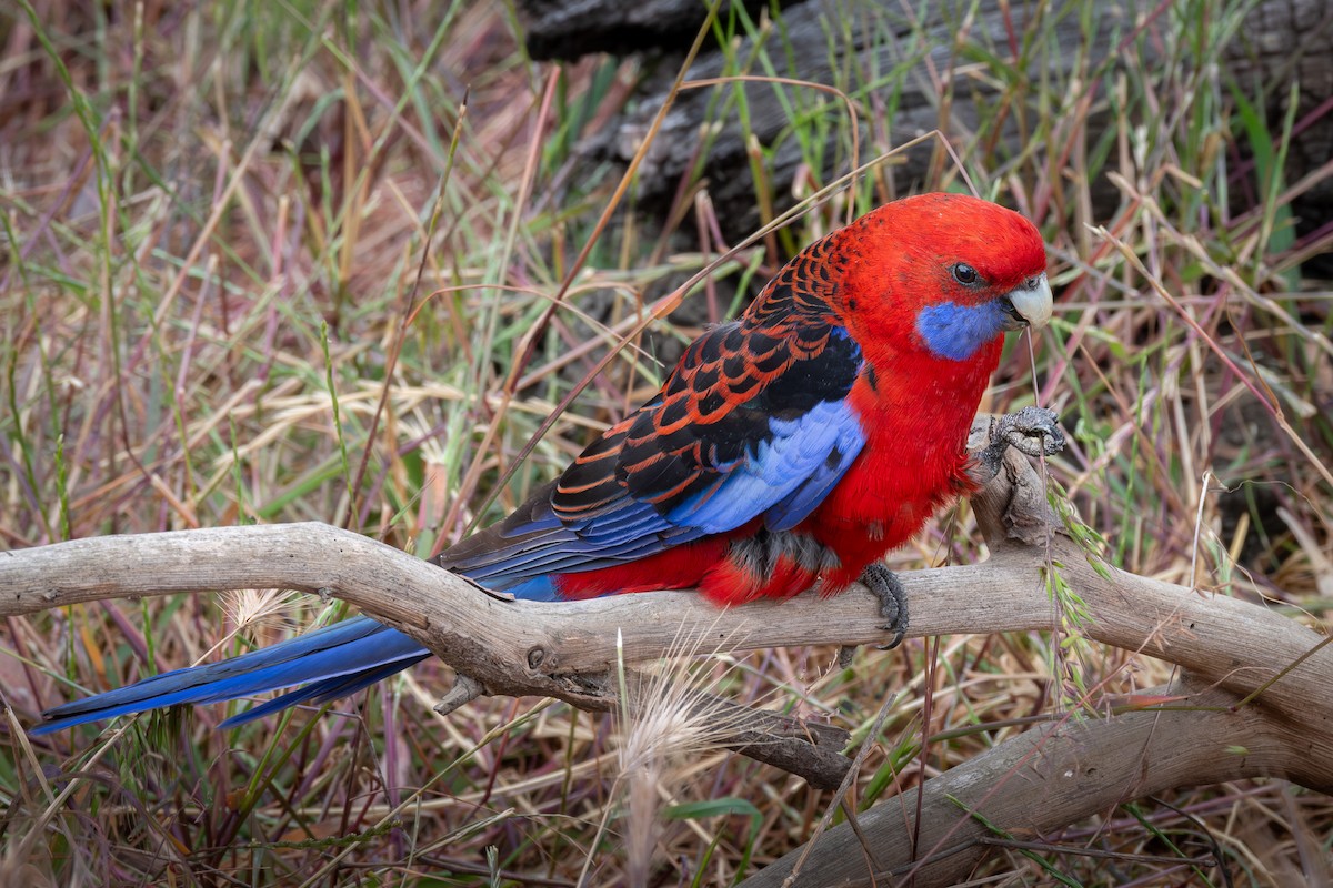 Crimson Rosella - Trevor Evans