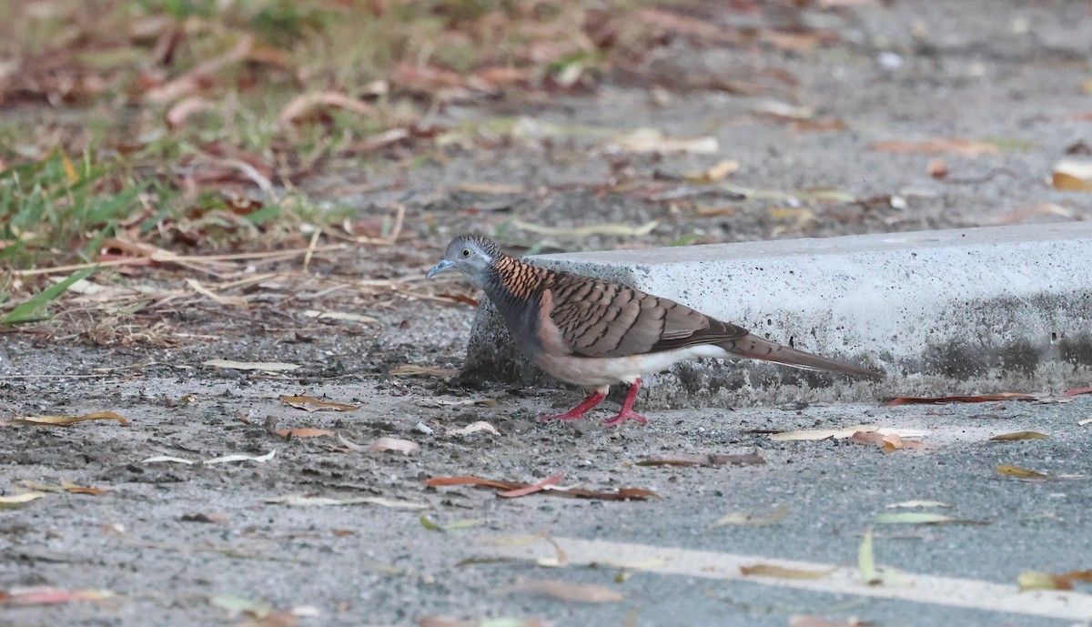 Bar-shouldered Dove - Donald Wellmann