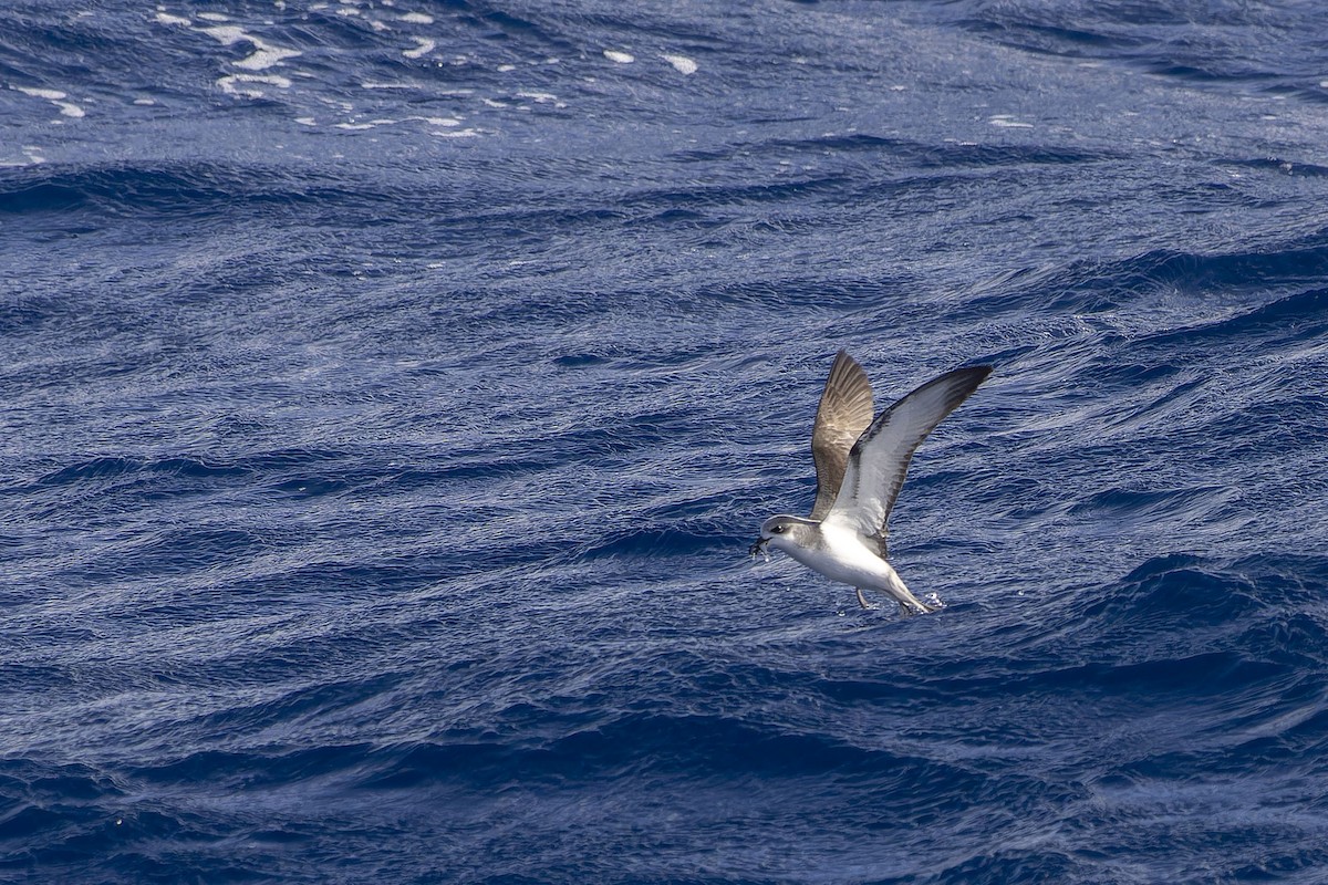 Pycroft's Petrel - ML611645071