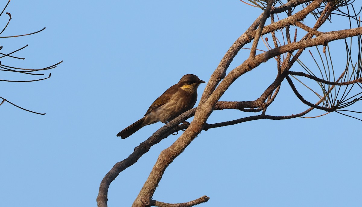 Mangrove Honeyeater - ML611645083