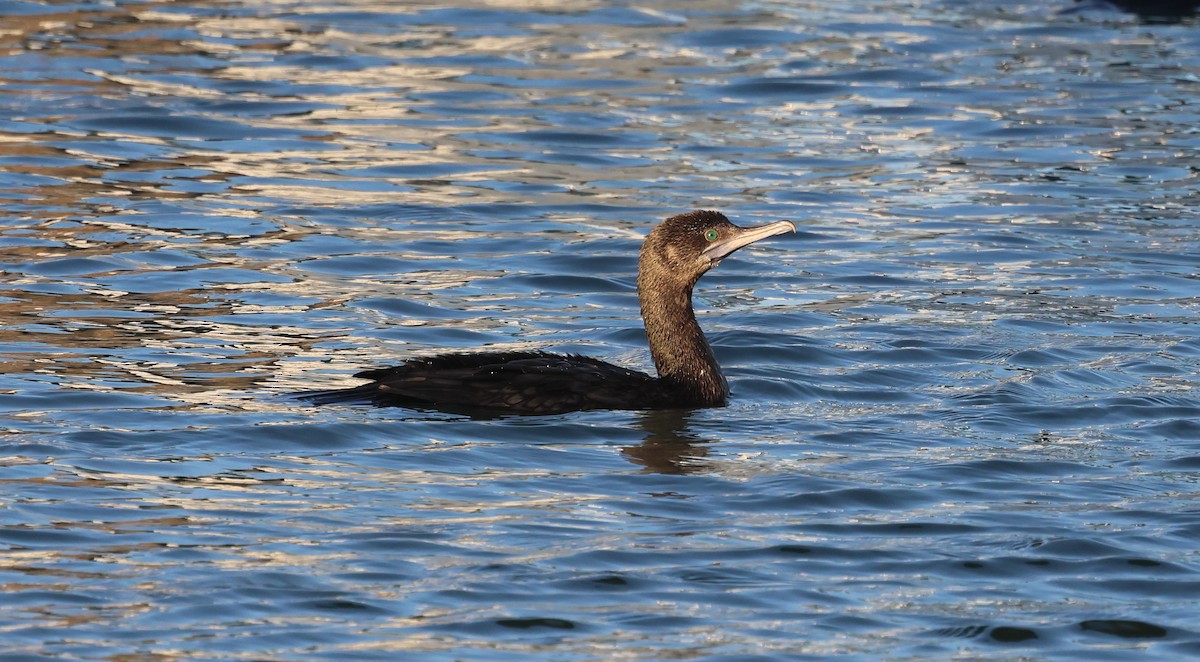 Cormorán Totinegro - ML611645112