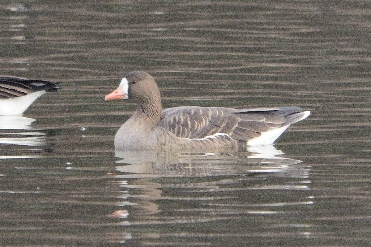 Greater White-fronted Goose - ML611645154