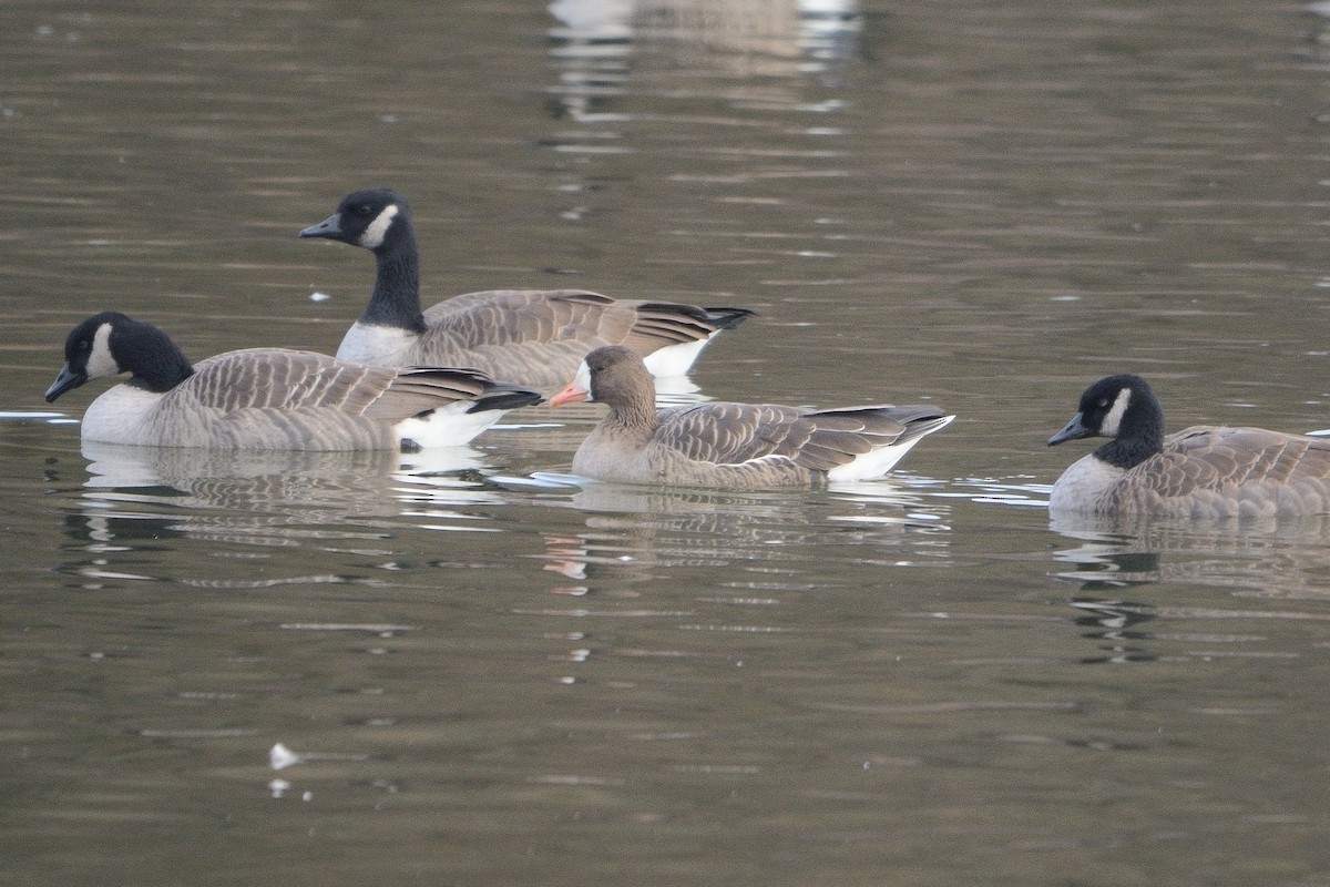 Greater White-fronted Goose - ML611645157