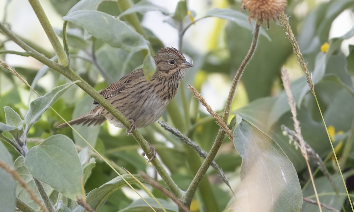 Lincoln's Sparrow - ML611645158