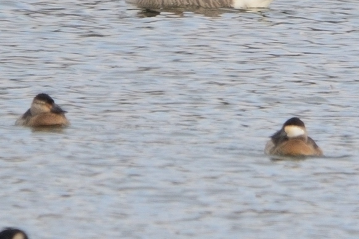 Ruddy Duck - John Gordinier