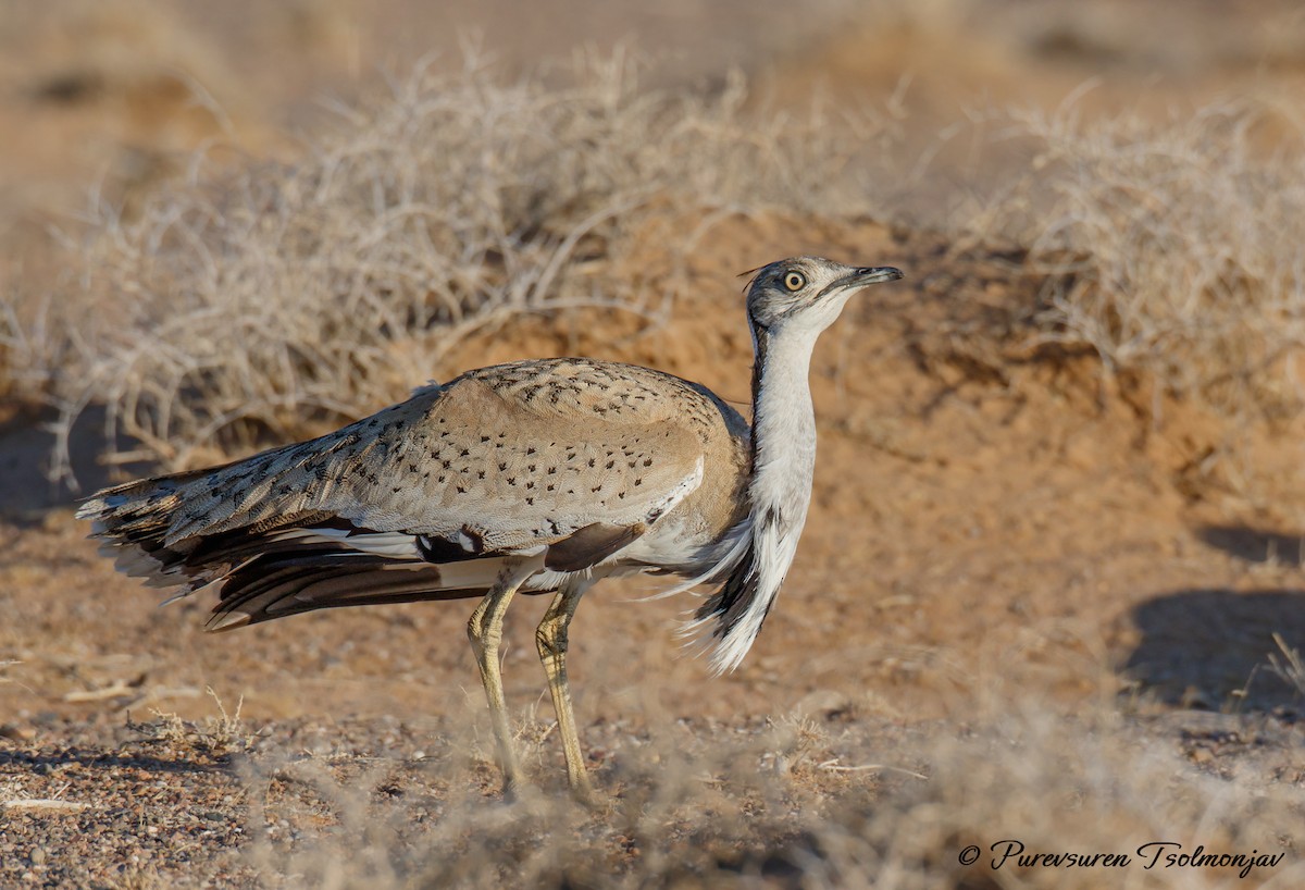 Asian Houbara - ML611645228