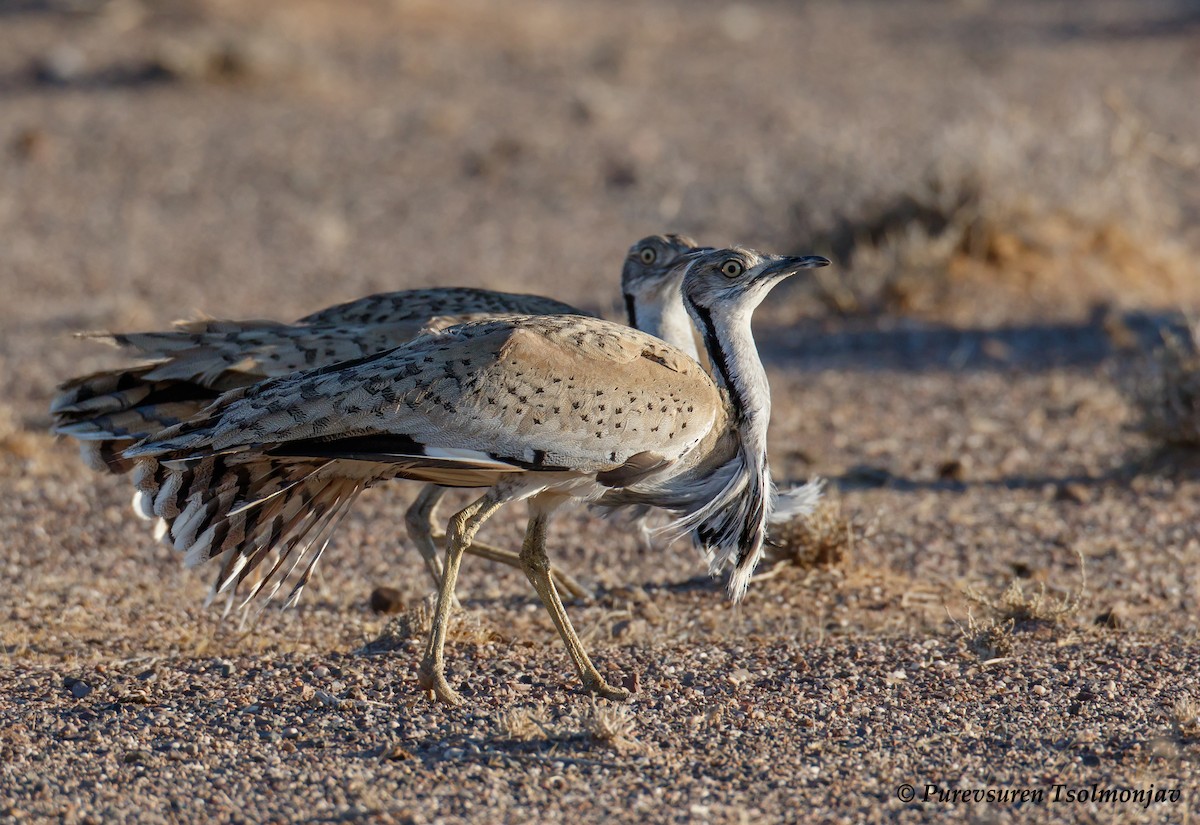 Asian Houbara - ML611645230