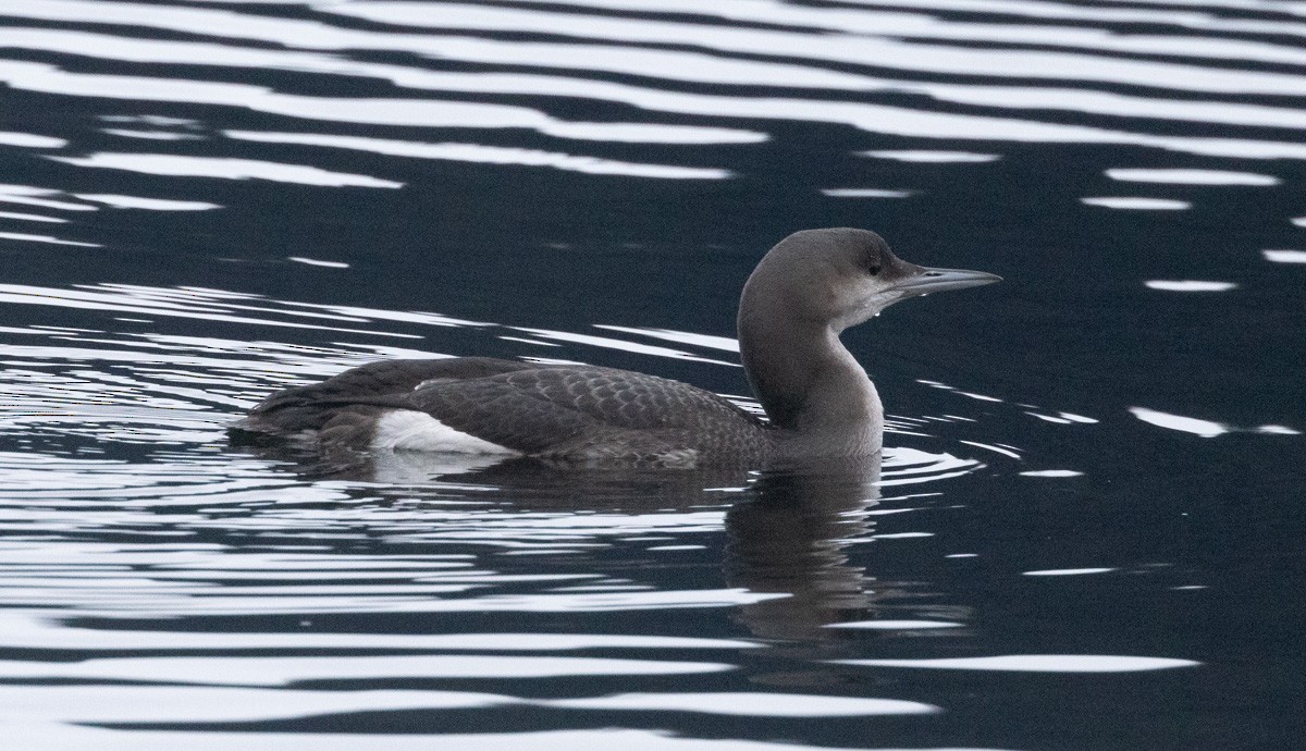 Arctic Loon - ML611645260