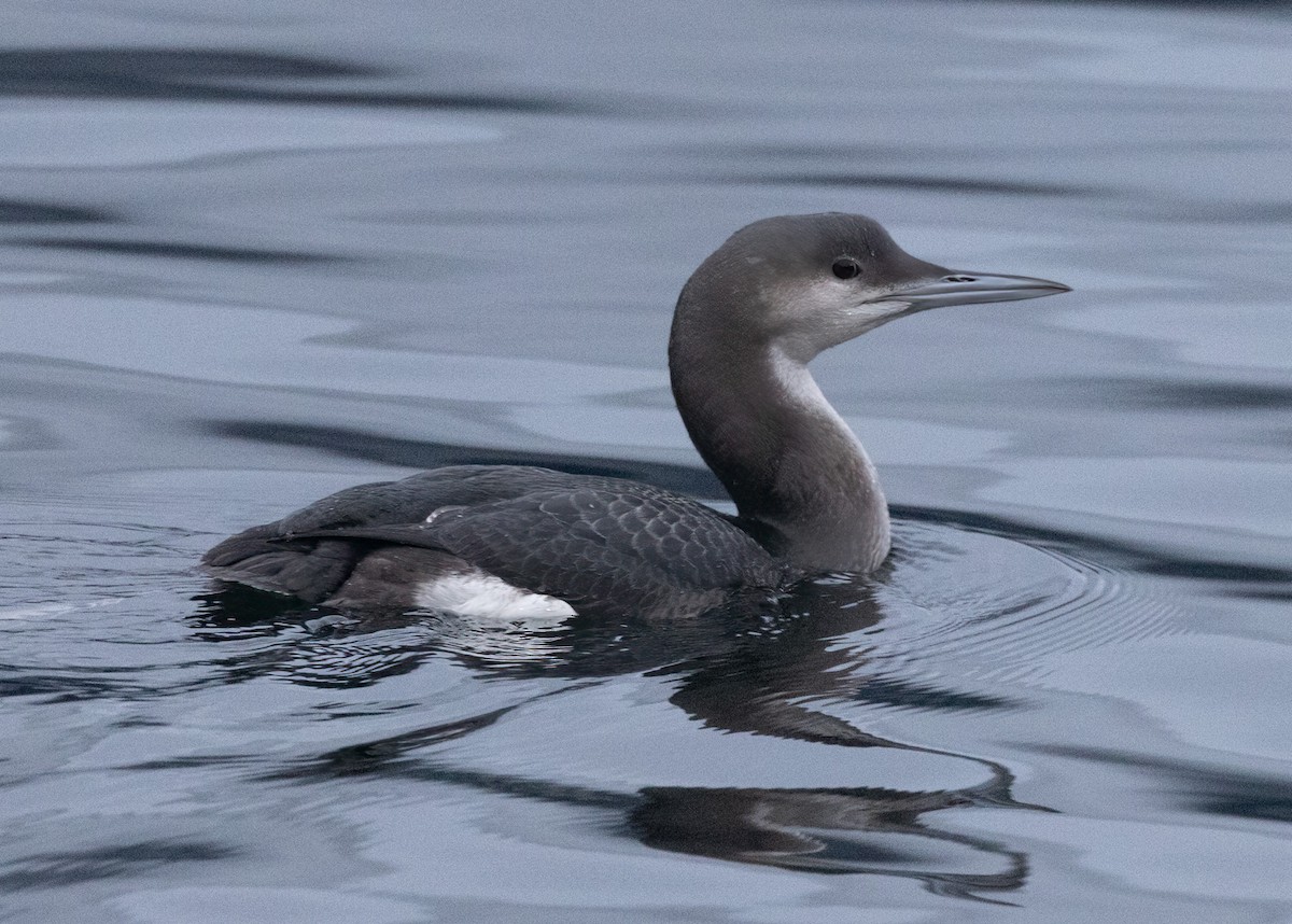 Arctic Loon - ML611645261