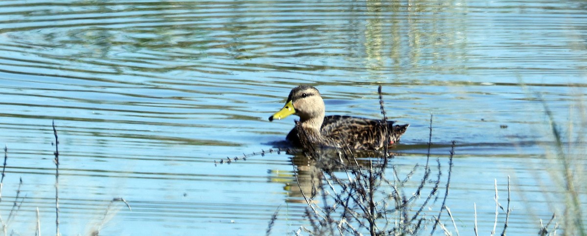 Mottled Duck - ML611645262