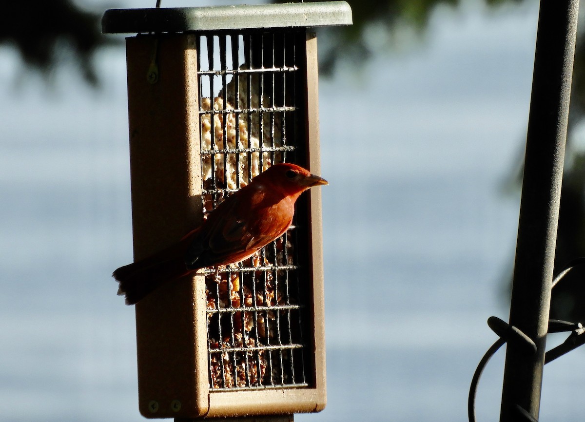 Summer Tanager - ML611645305