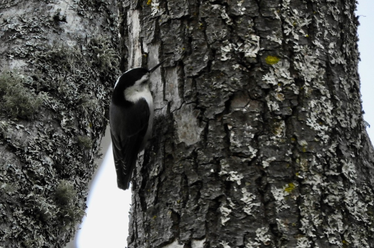 White-breasted Nuthatch - ML611645355