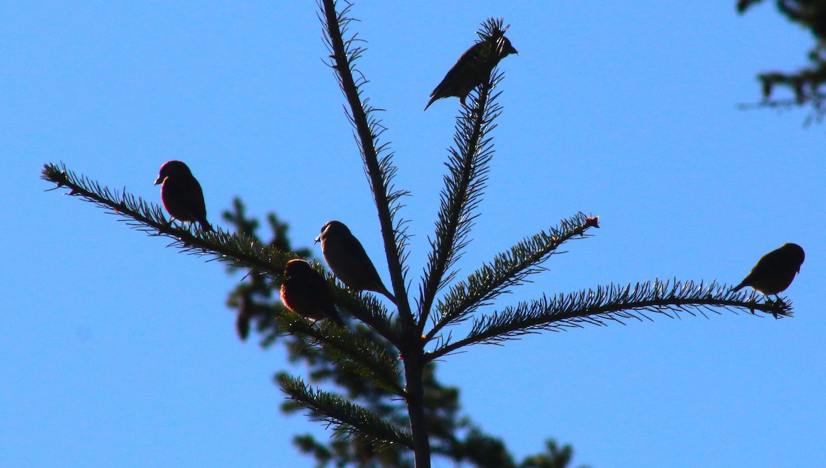 Red Crossbill - Nels Nelson