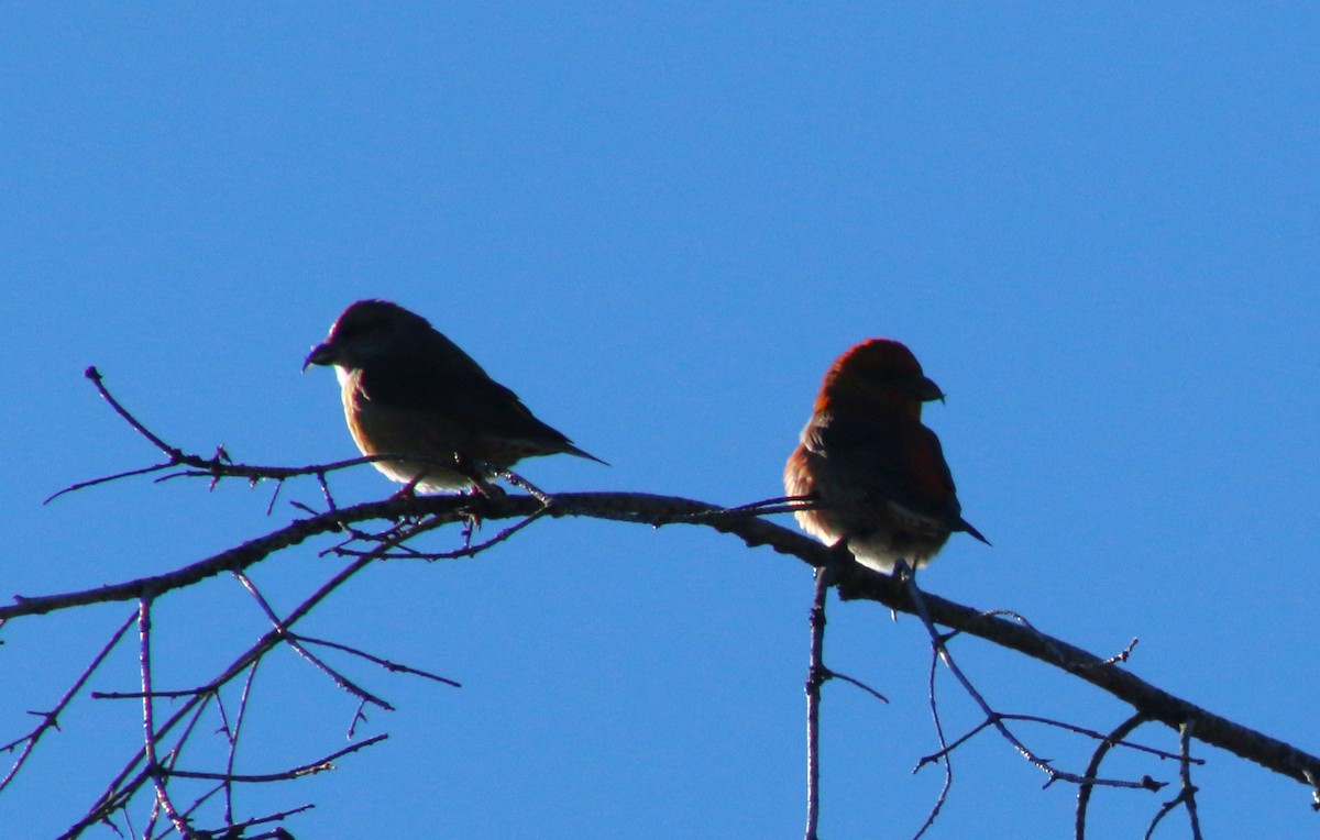 Red Crossbill - ML611645390