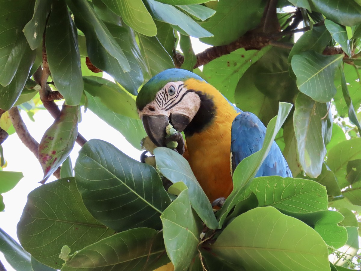 Guacamayo Azuliamarillo - ML611645510