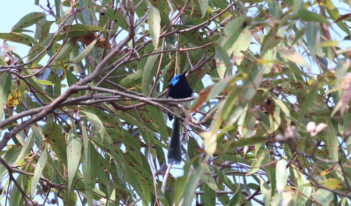 Variegated Fairywren - Donald Wellmann