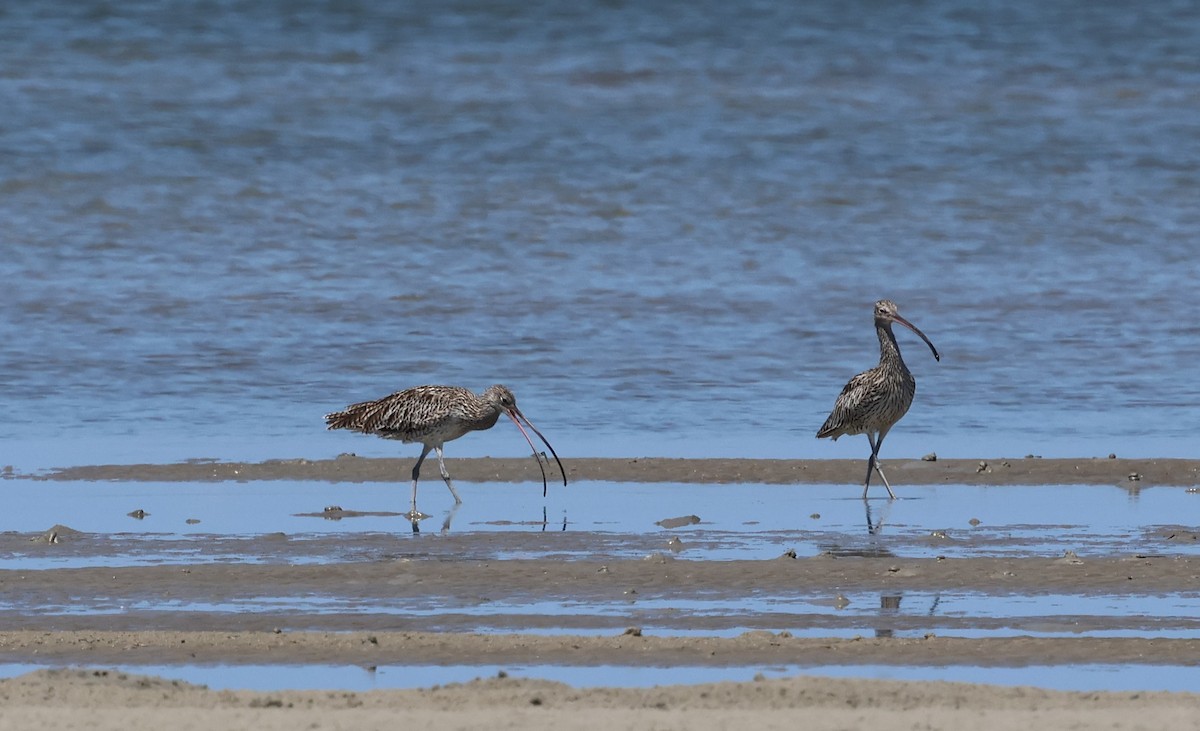 Far Eastern Curlew - ML611645561