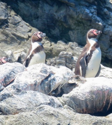 Humboldt Penguin - Jorhs Garcia Murillo