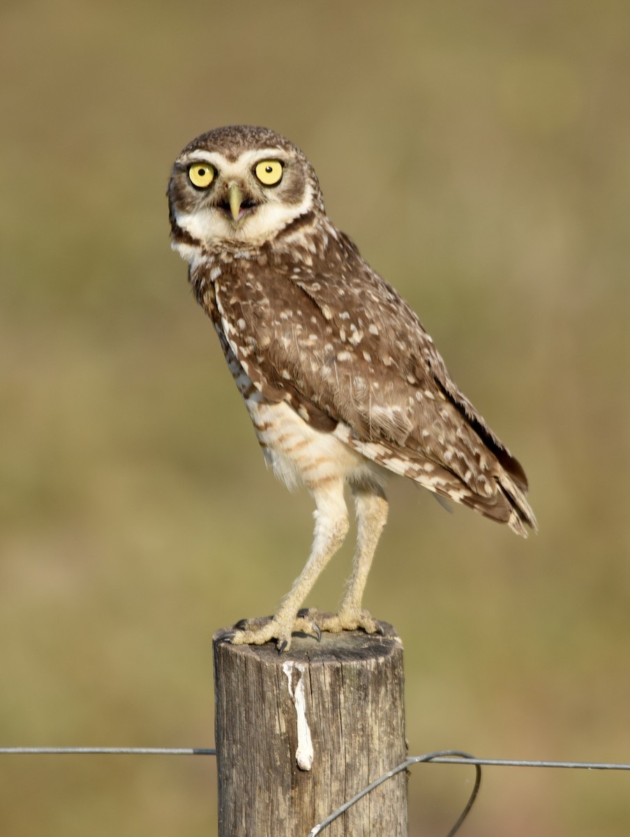 Burrowing Owl - David Parratt
