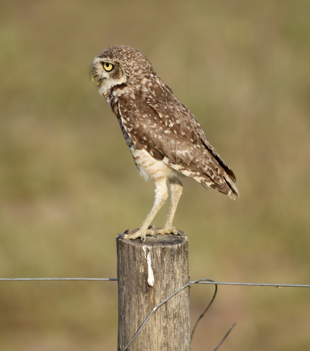 Burrowing Owl - ML611645658