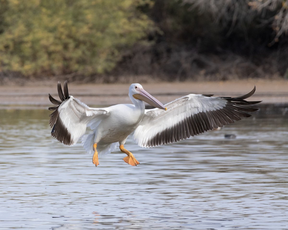 American White Pelican - Ameya Thatte