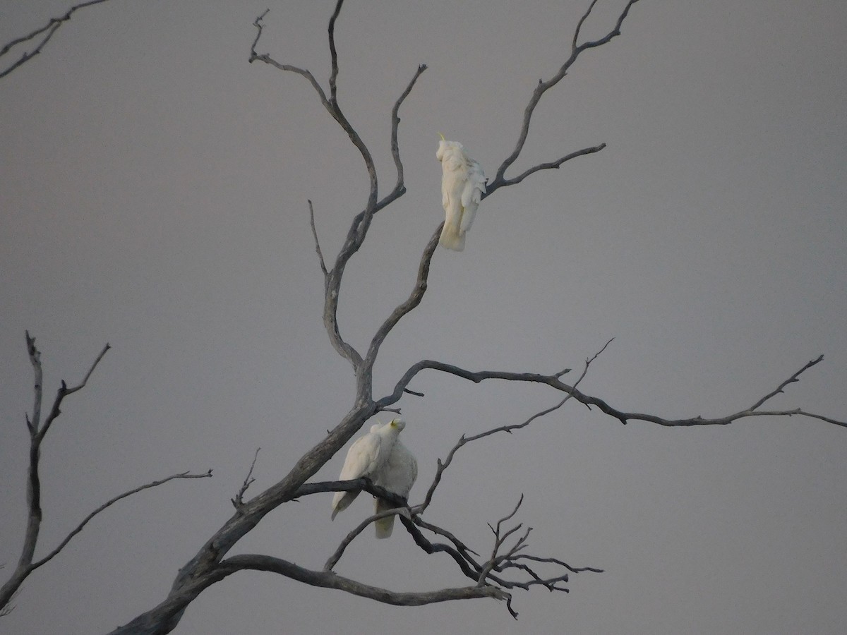 Sulphur-crested Cockatoo - ML611645766