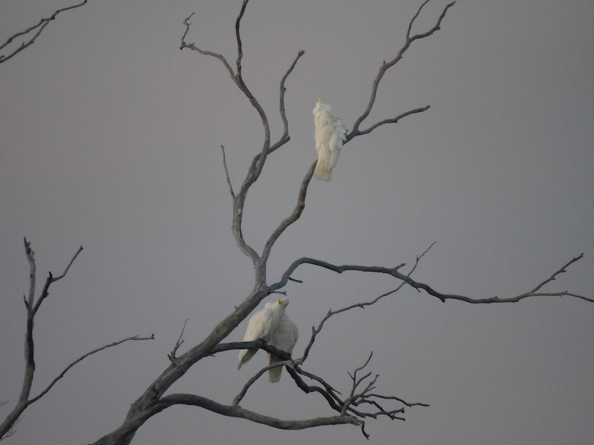 Sulphur-crested Cockatoo - ML611645768