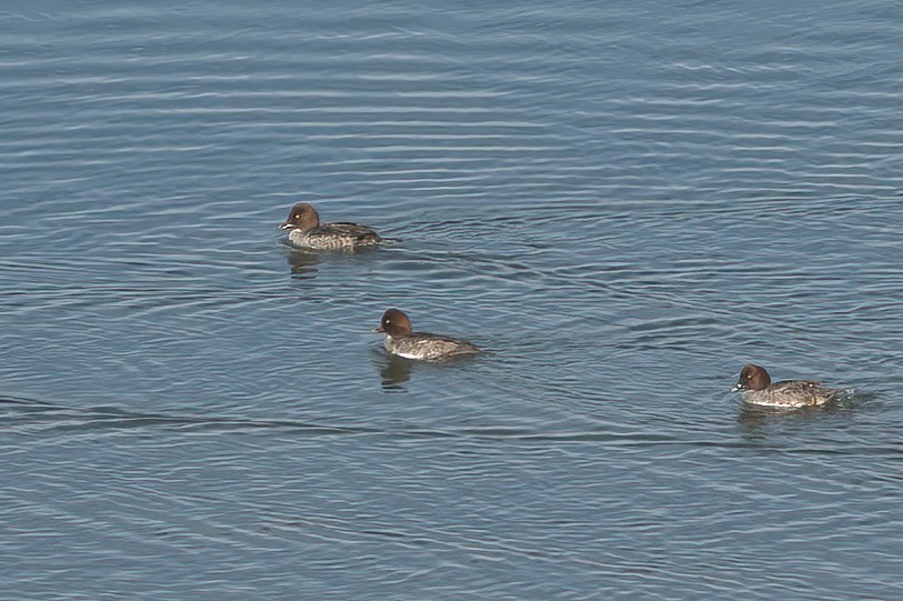 Common Goldeneye - ML611645781