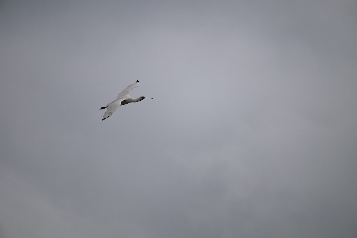 Black-faced Spoonbill - ML611645791