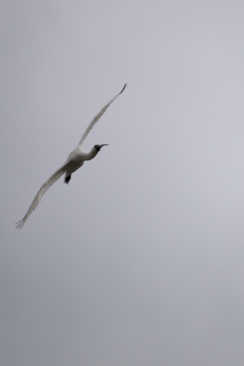 Black-faced Spoonbill - ML611645792