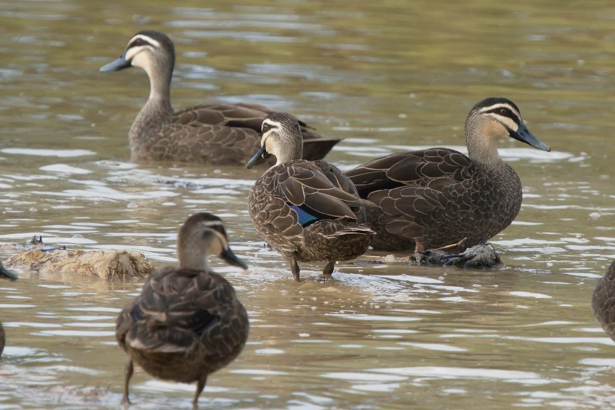 Pacific Black Duck - ML611645906