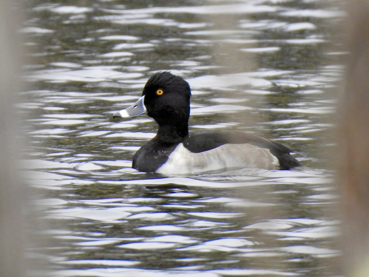 Ring-necked Duck - ML611645947