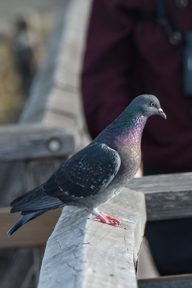 Rock Pigeon (Feral Pigeon) - ML611645990