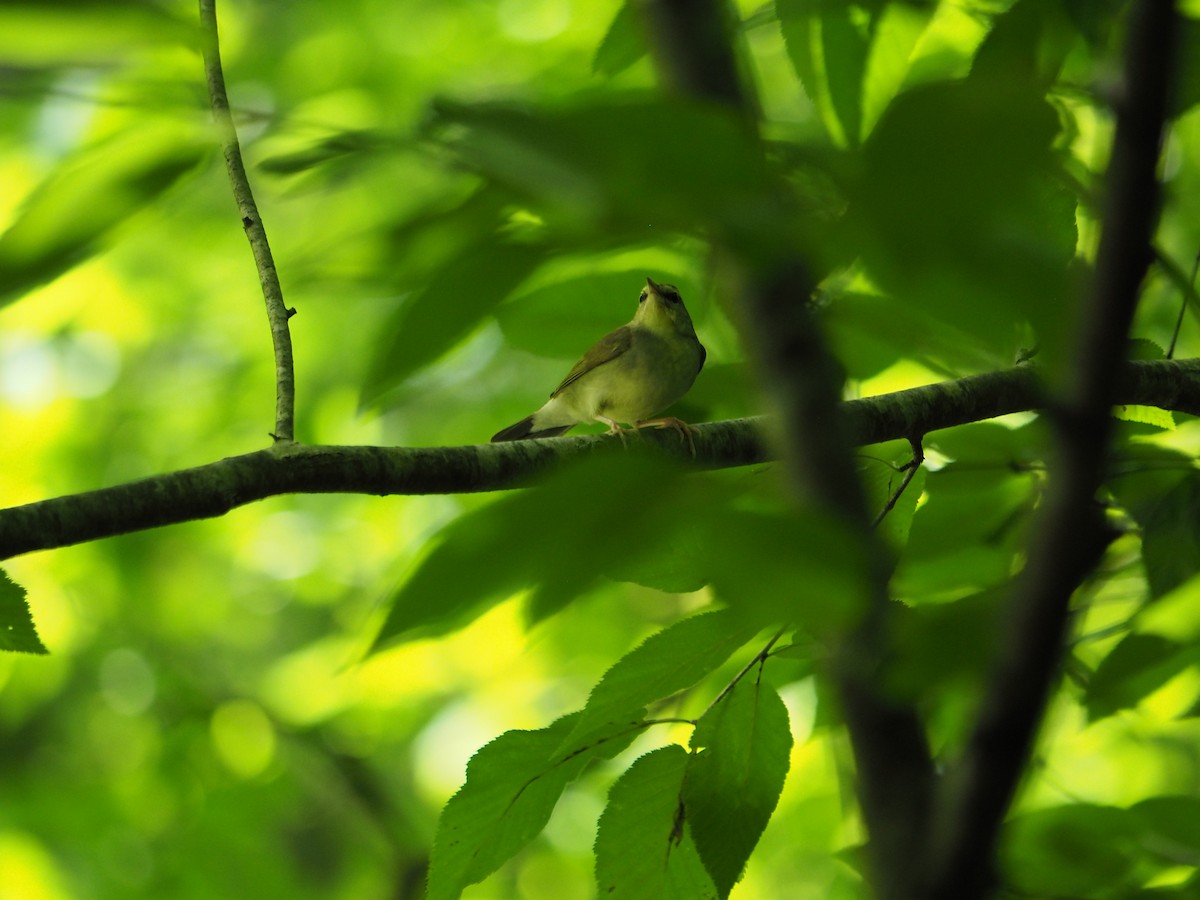 Swainson's Warbler - ML611646134