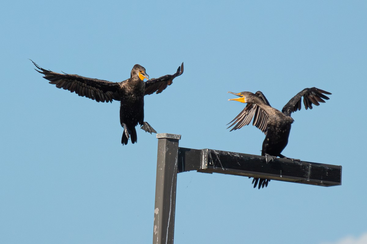 Double-crested Cormorant - ML611646142