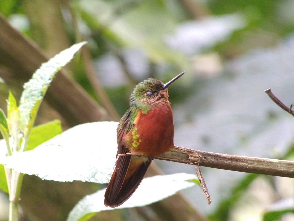 Chestnut-breasted Coronet - Riley Morris