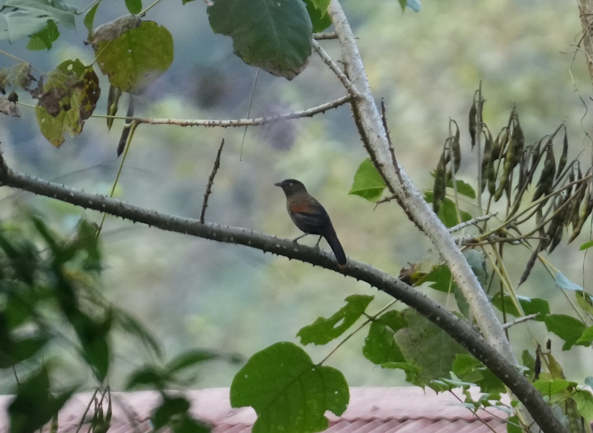 Blue-winged Laughingthrush - ML611646153