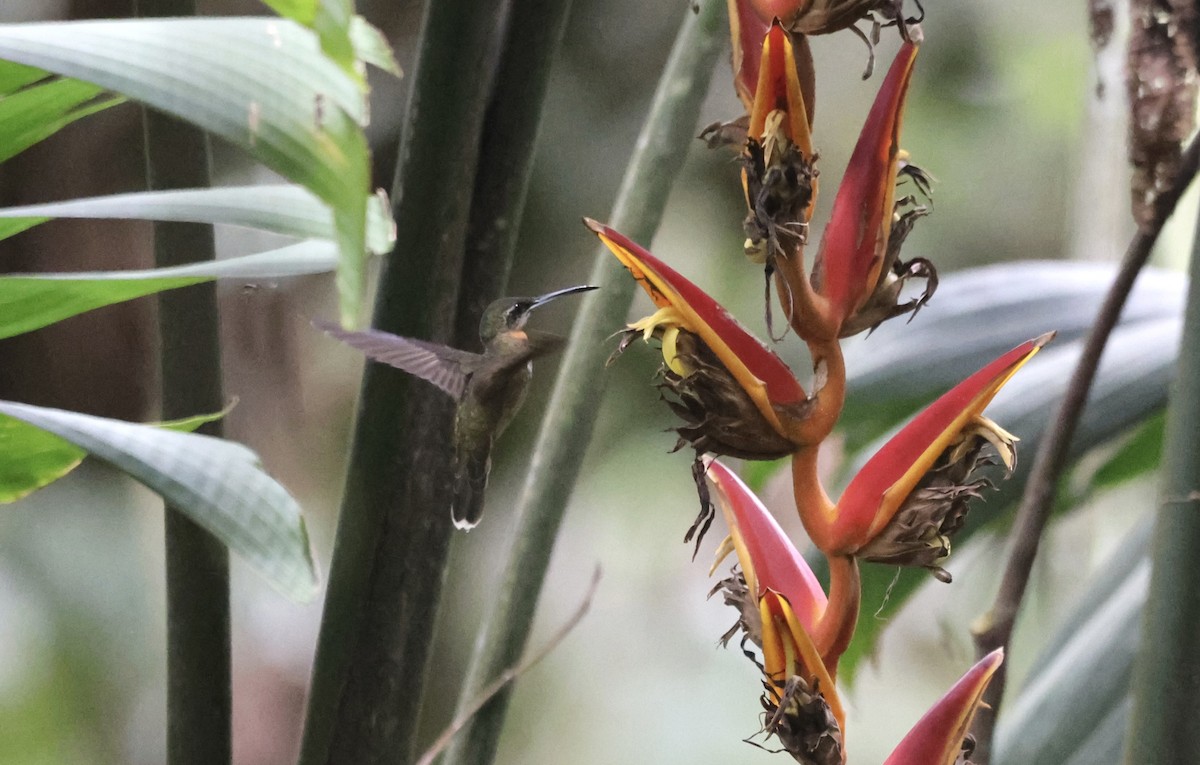 kolibřík světloocasý - ML611646200