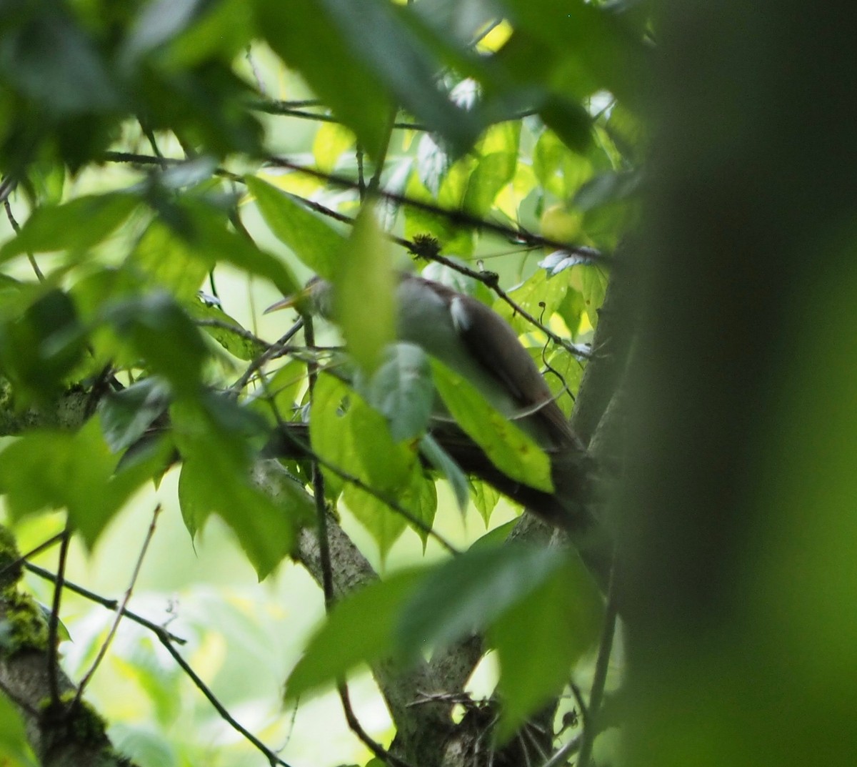 Yellow-billed Cuckoo - ML611646210