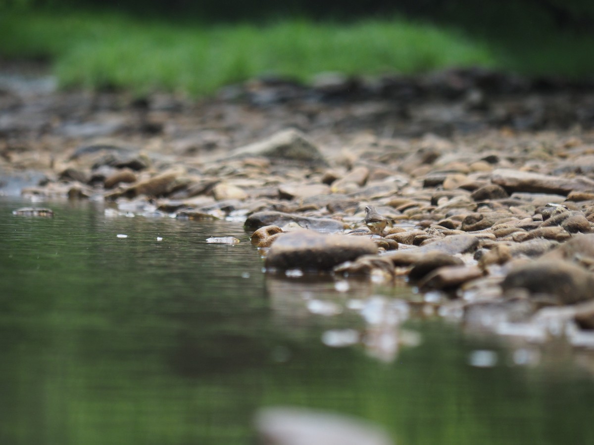 Louisiana Waterthrush - ML611646260