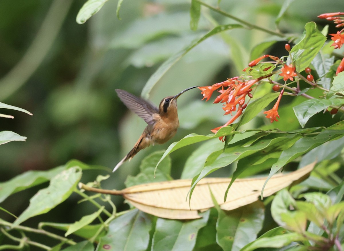 Gray-chinned Hermit - Keith Maley