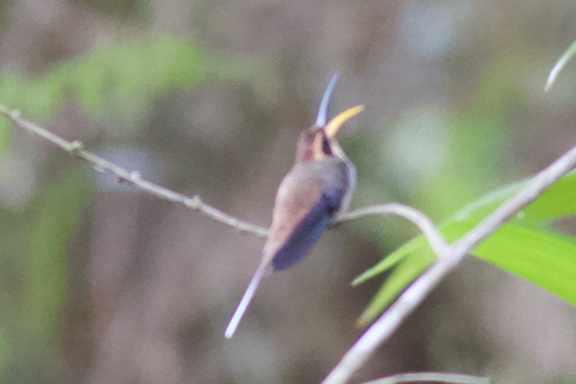 Scale-throated Hermit - ML611646337