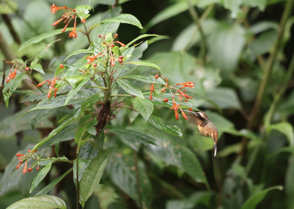 Gray-chinned Hermit - ML611646356