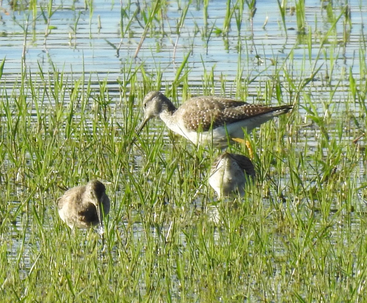 Greater Yellowlegs - ML611646385