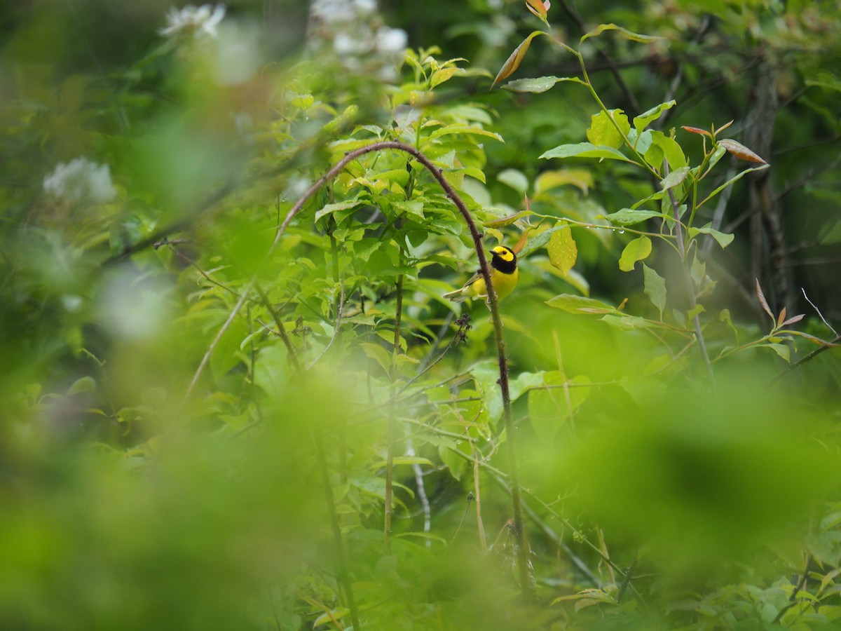 Hooded Warbler - ML611646422