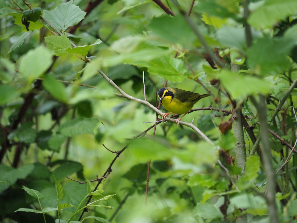 Kentucky Warbler - ML611646445